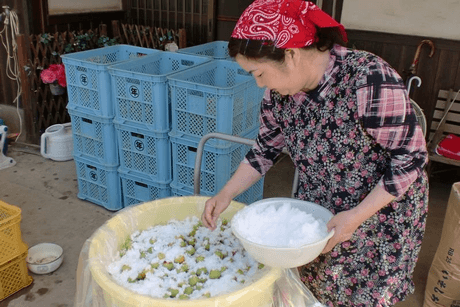 塩漬け作業