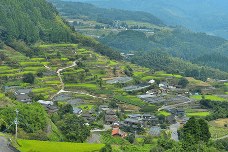 生産地、八女